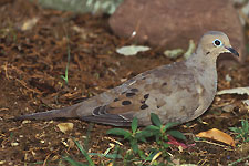 Picture of Mourning Dove